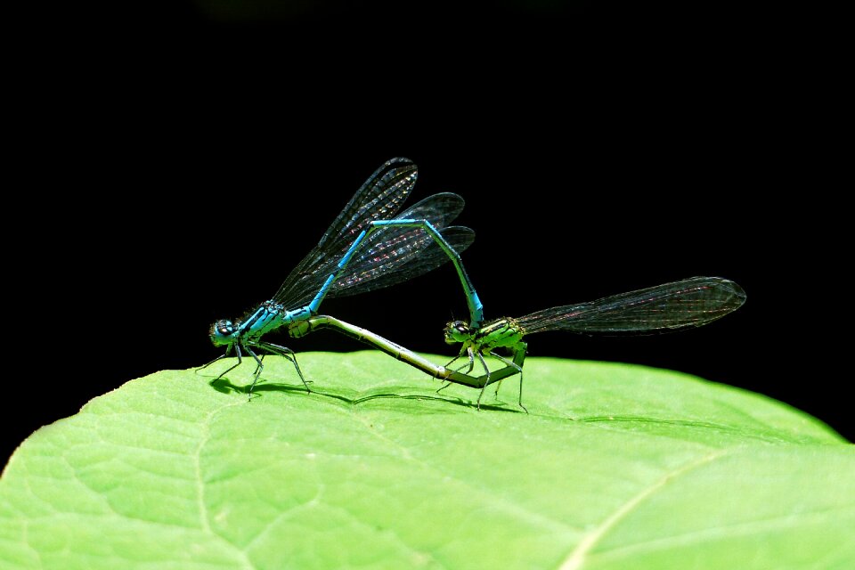 Animal world couple pairing