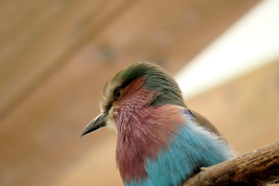 Animal small feather