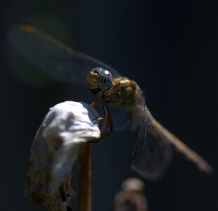 Wings plant nature