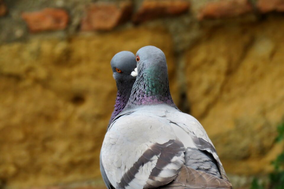 Animal world dove whisper sweet nothings