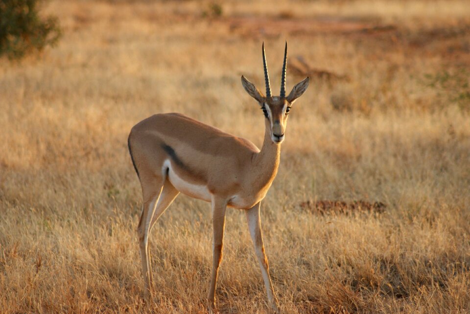 Nature animal africa