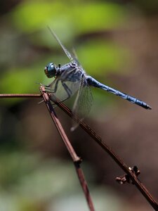 Wings plant nature