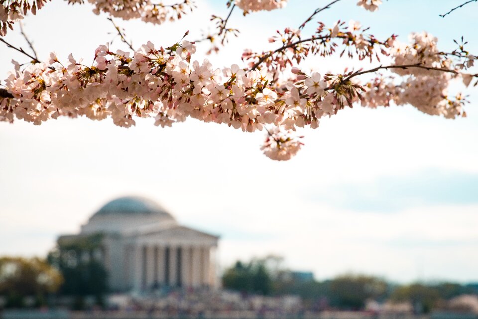 Bloom petals blur