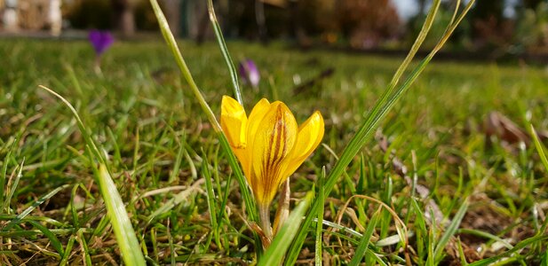 Plant grass flower