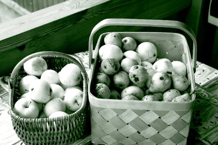 Black and white basket green apple photo