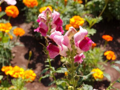 Pink insects bumblebee