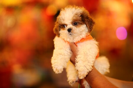 Cute puppy dog and cat