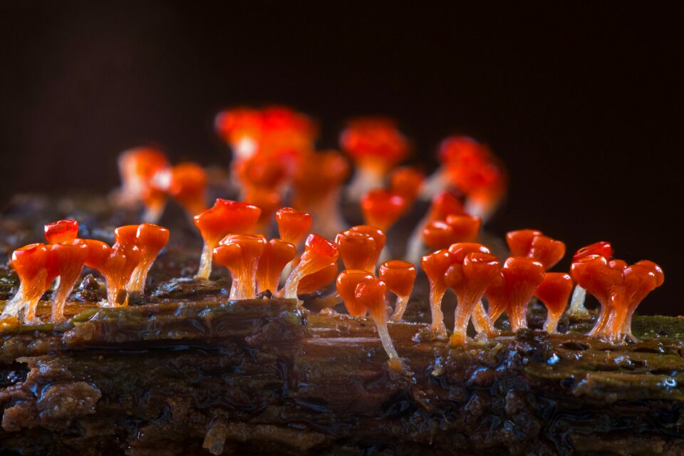 Single celled organisms amoeba myxomycetes