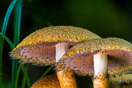Autumn mushrooms forest photo