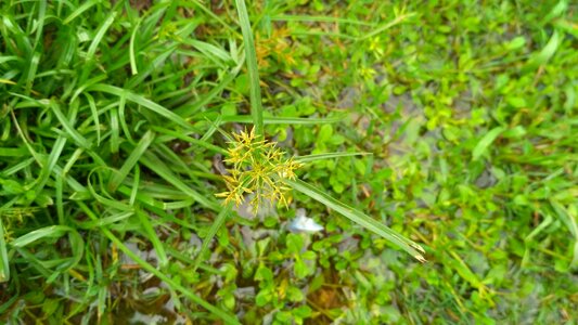 Grass fresh garden
