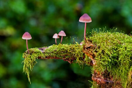 Sponge autumn forest mushrooms