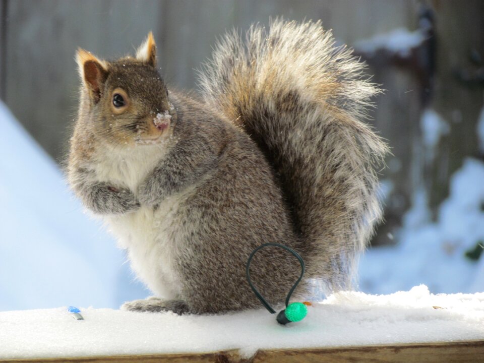 Animal fur wildlife