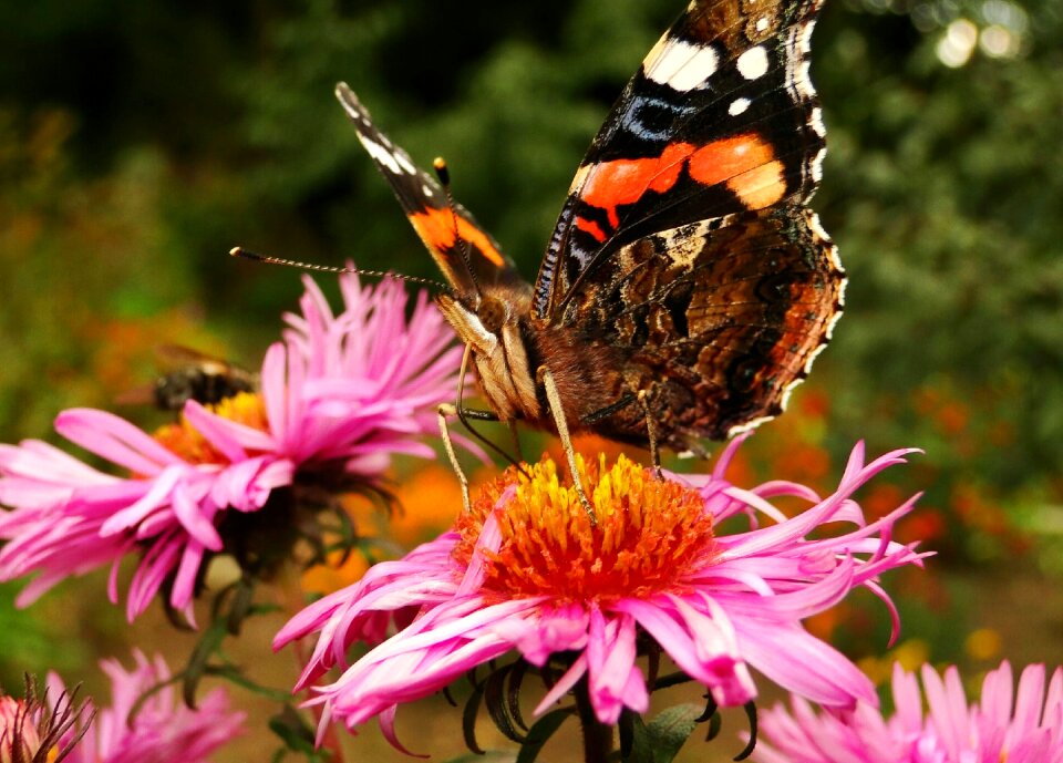At the court of butterfly day animals