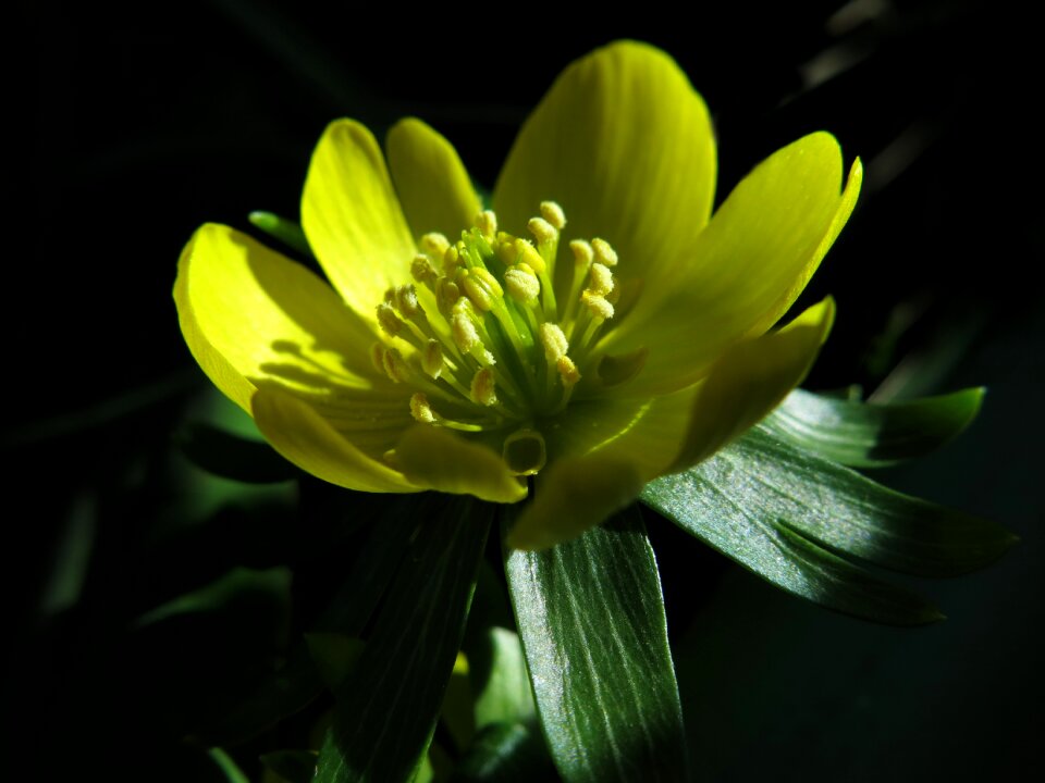 Nature plant shadow play