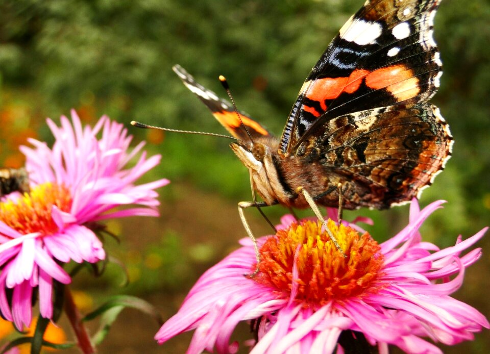 Summer at the court of butterfly day