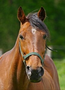 Coupling farm animal photo