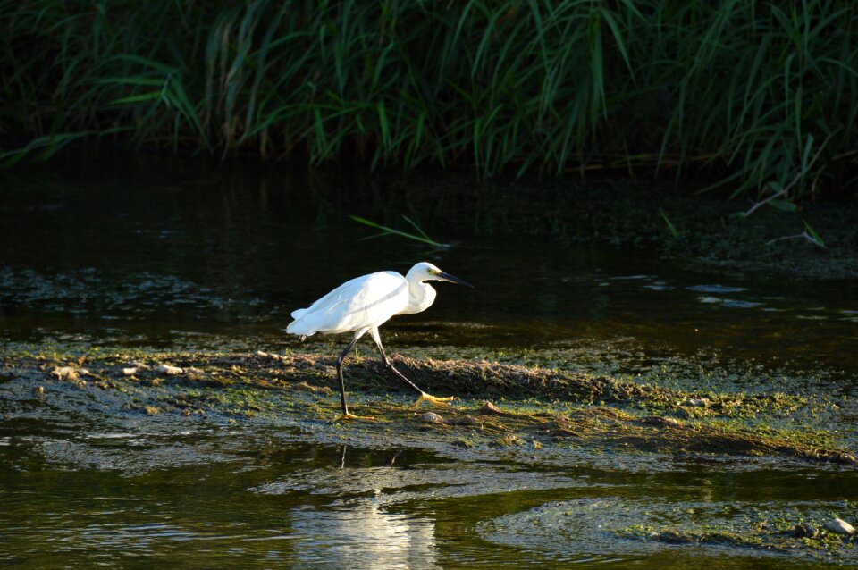 Migratory birds animal outdoor