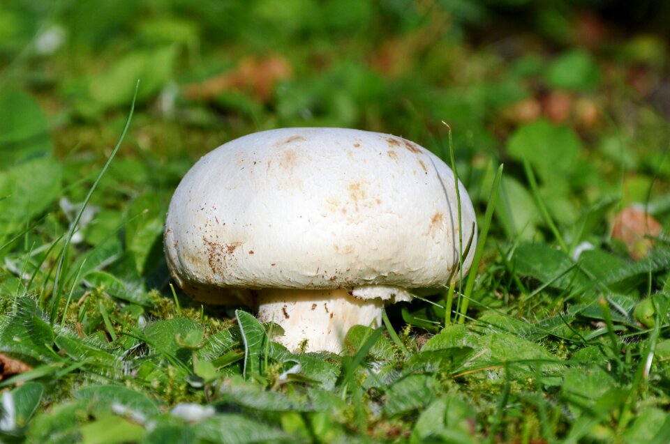 Forest screen fungus forest floor