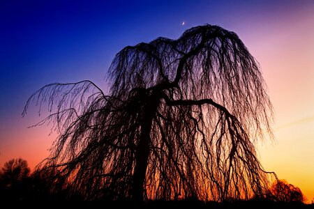 Evening sunset weeping willow photo