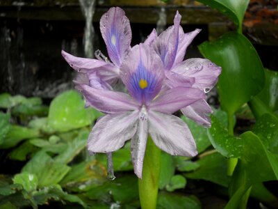 Aquatic plant flower