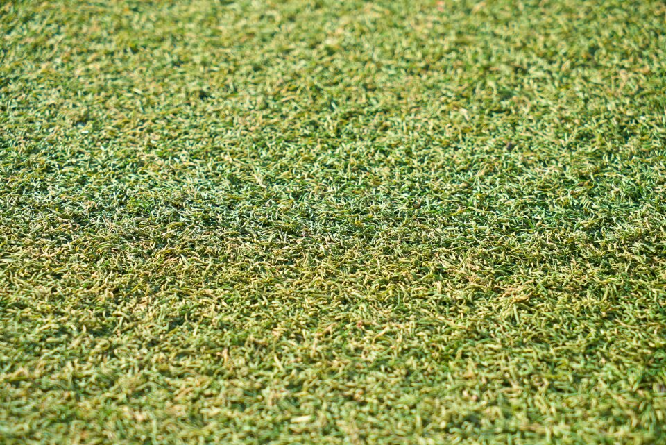 Ground grass field