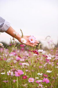 Blossom green grass photo