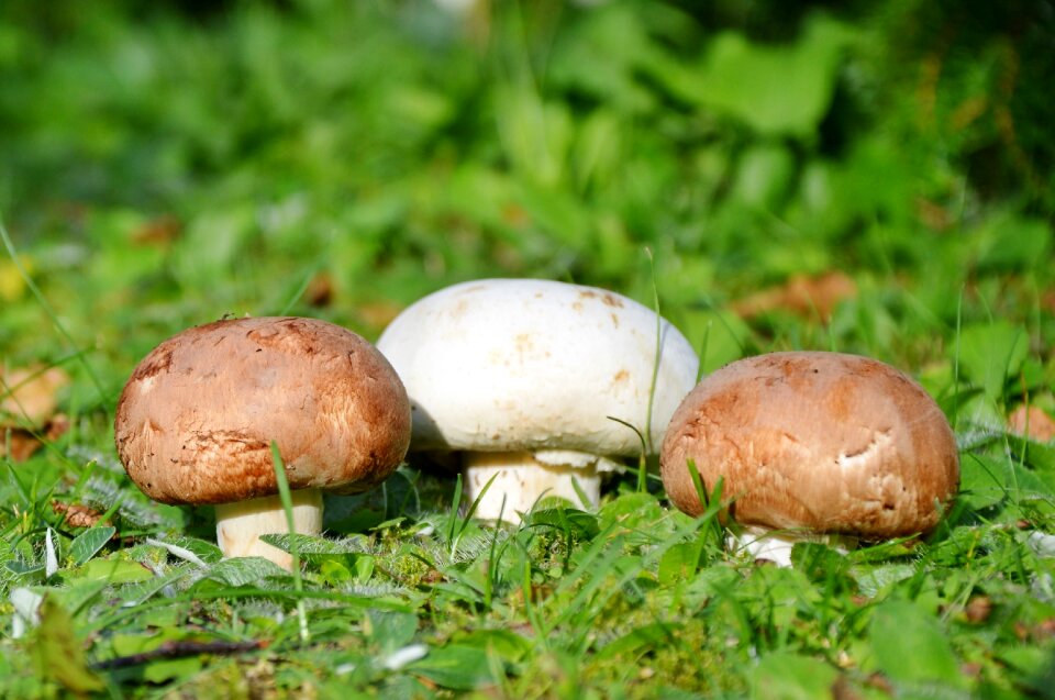 Forest screen fungus forest floor