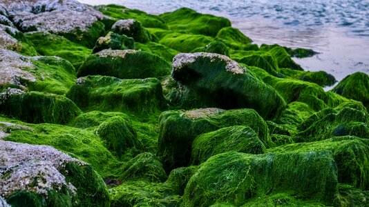 Outdoor texture grass