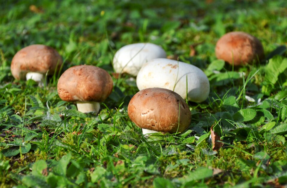 Forest screen fungus forest floor