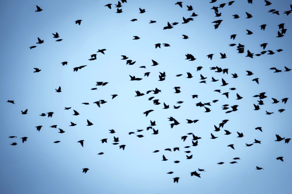 Migratory birds winter nature