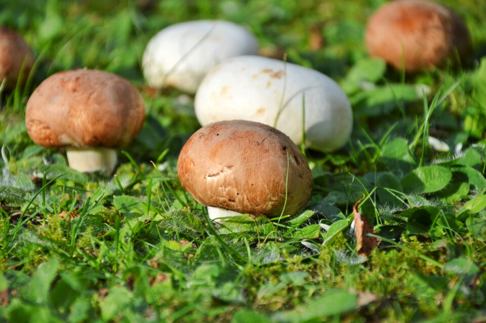Forest screen fungus forest floor