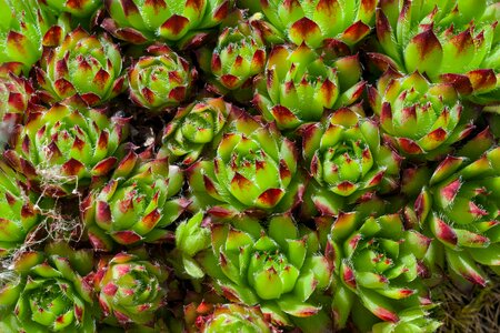 Prickly potted plant spur