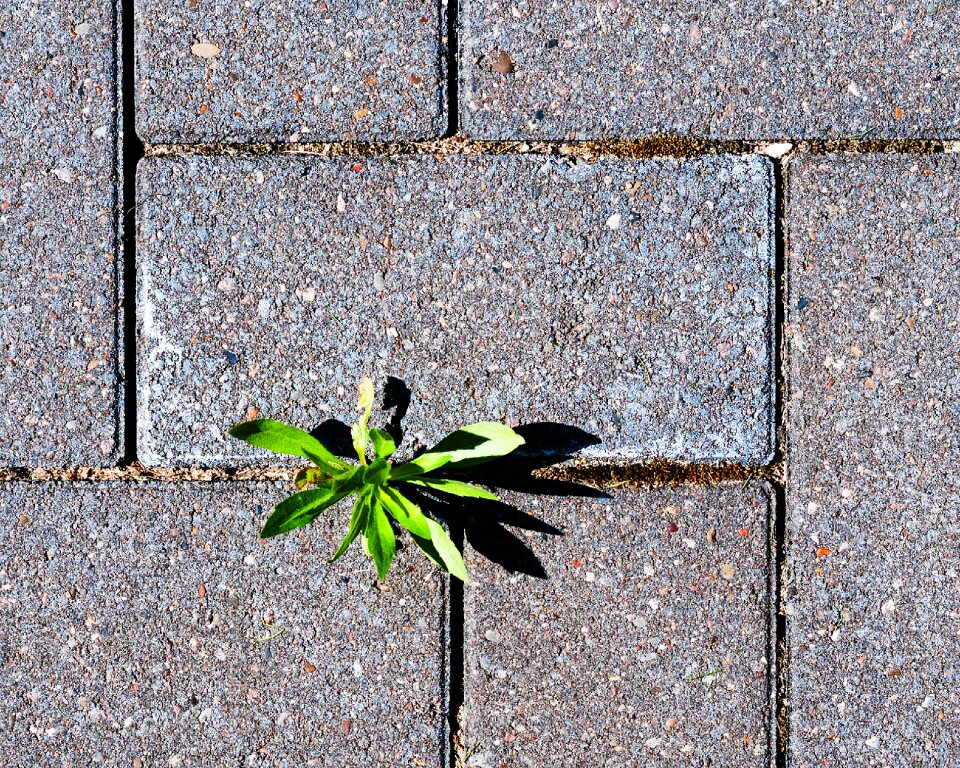 Plant blossom bloom