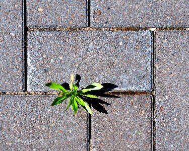 Plant blossom bloom