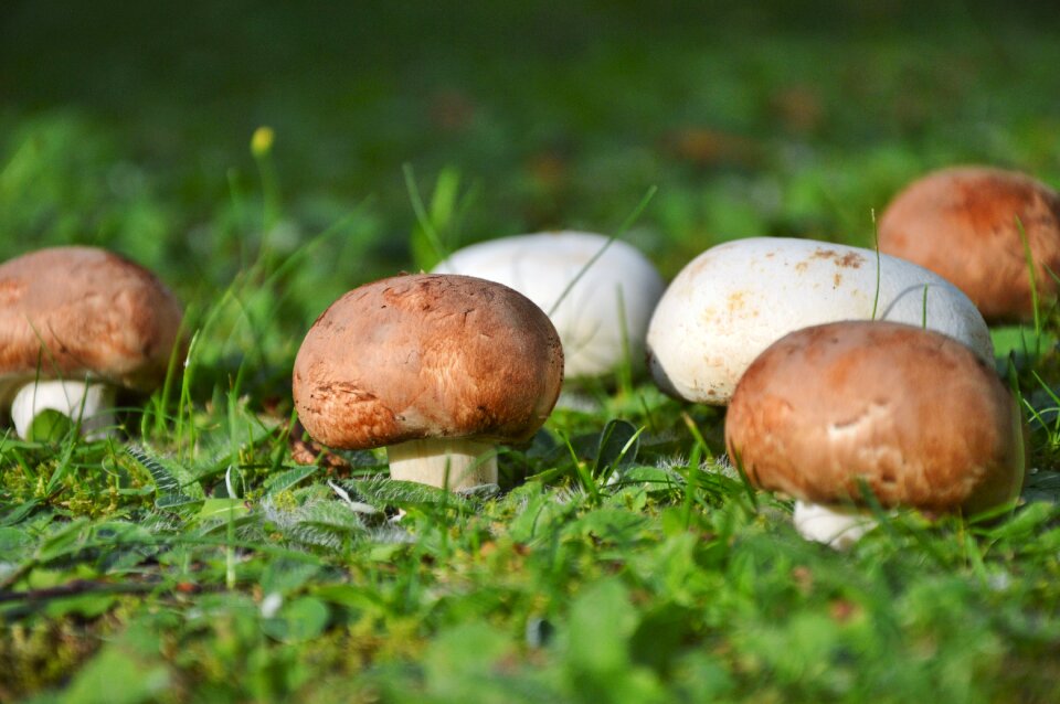Forest screen fungus forest floor