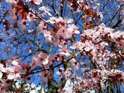 Tree flower spring