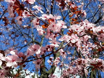 Tree flower spring photo