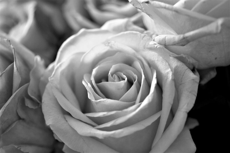 Flower plant black - and-white