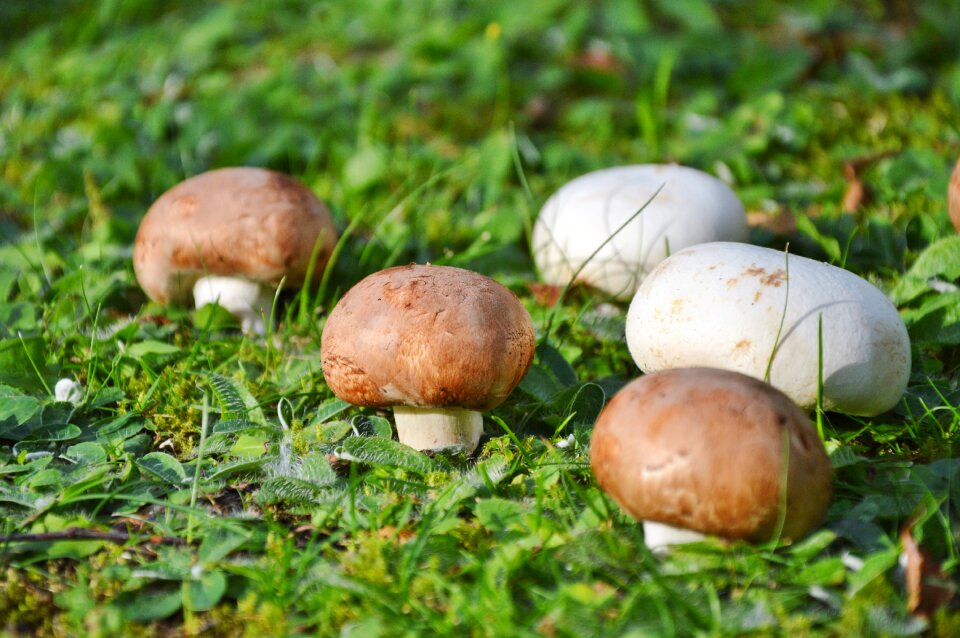 Forest screen fungus forest floor