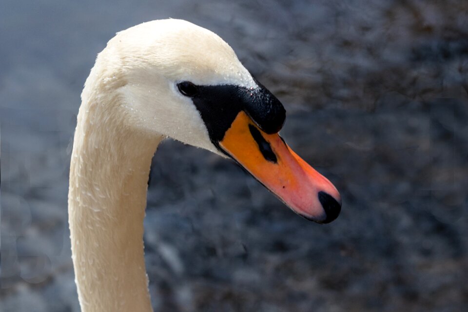Animal world neck water bird