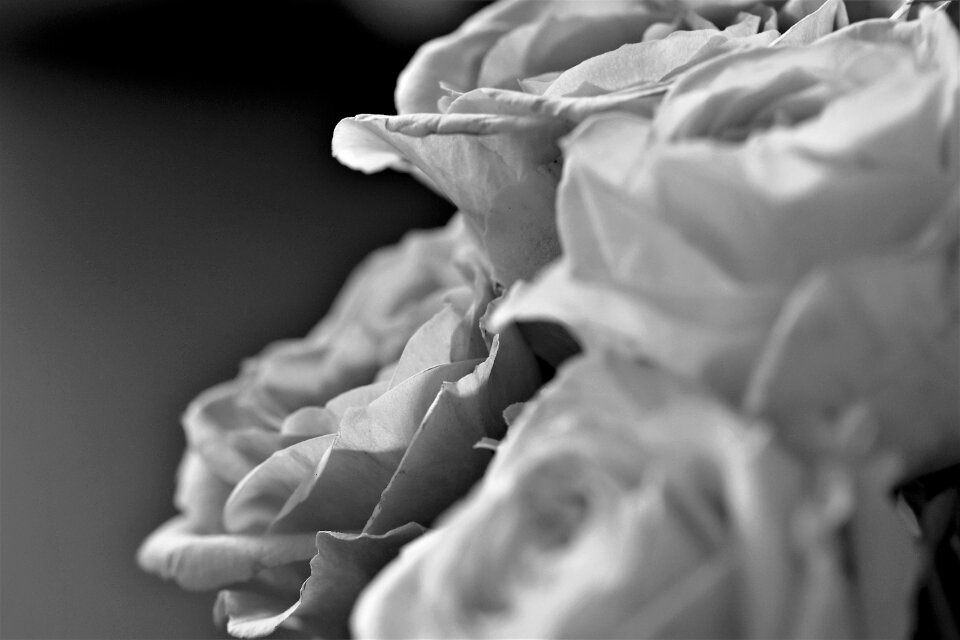Flower plant black - and-white