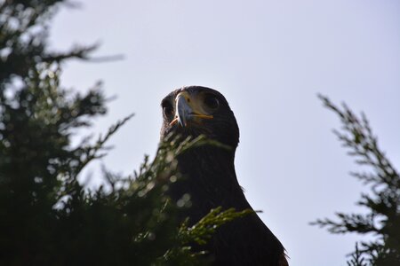 Nature animal world sky