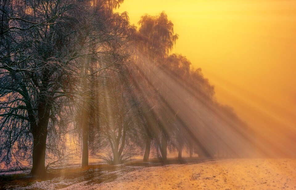 Travel tree forest