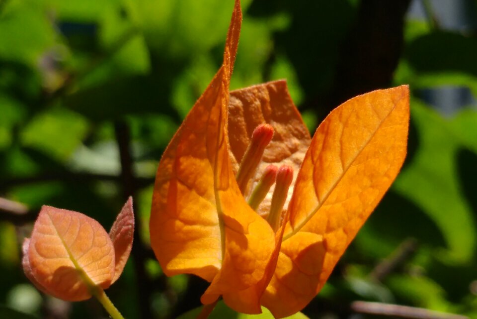 Yellowish flower bloom