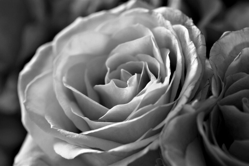 Flower plant black - and-white
