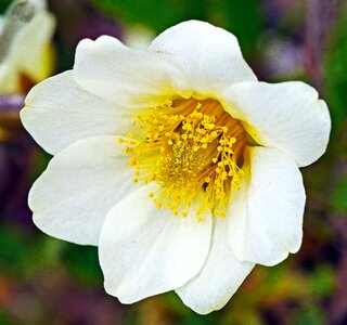 Lush flower nature
