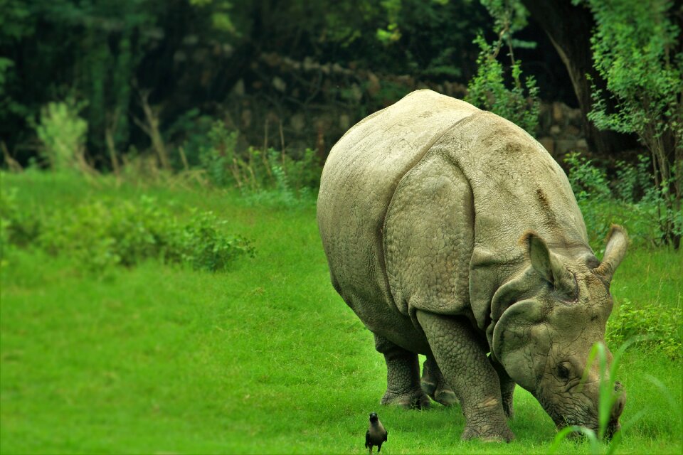 Animal zoo rhinoceros