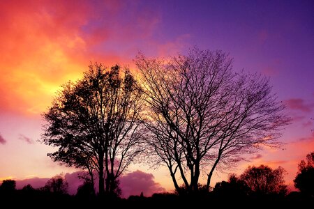 Silhouette tree silhouette flaming skies