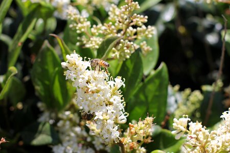 Flora leaf blooming photo