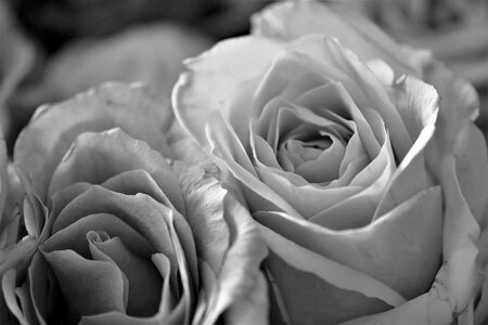 Flower plant black - and-white